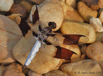 Plathemis lydia, male